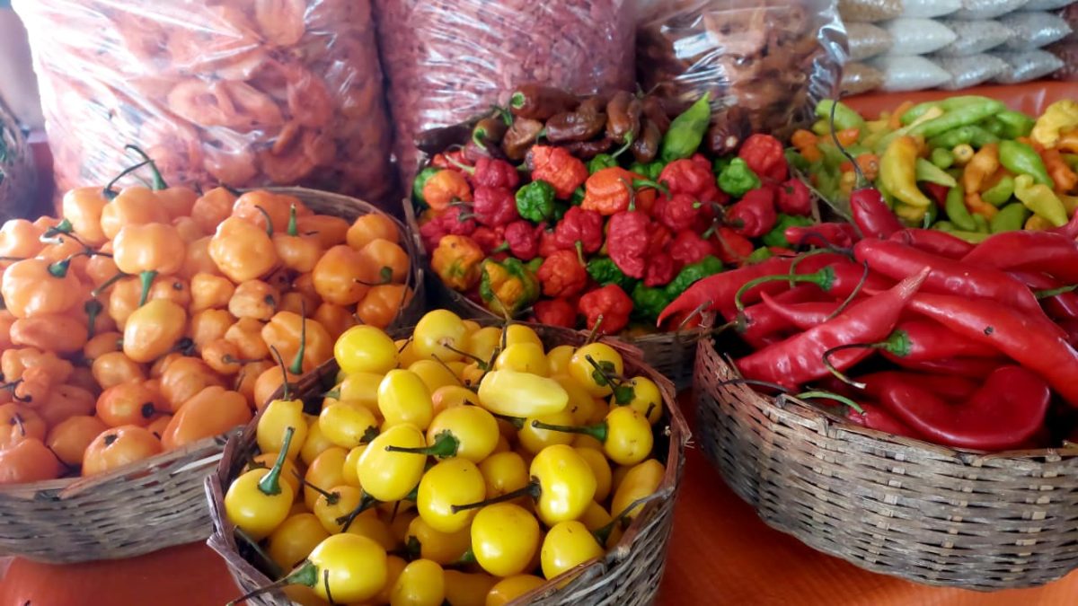 Festival Tempero Bahia chega à sua 9ª edição sob os aromas e sabores dos Biomas da Bahia - Mata Atlântica