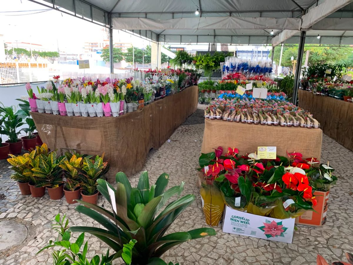 Feira de Flores de Holambra reúne mais de 200 espécies no centro de Juazeiro da Bahia